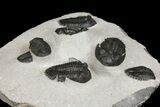 Cluster of Kayserops & Gerastos Trilobites - Mrakib, Morocco #165438-13